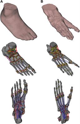 Comparative Functional Morphology of Human and Chimpanzee Feet Based on Three-Dimensional Finite Element Analysis